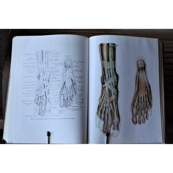 Vintage Medical Book "Essentials of Human Anatomy, Fourth Edition" 1969 Oxford - Picture 6 of 9